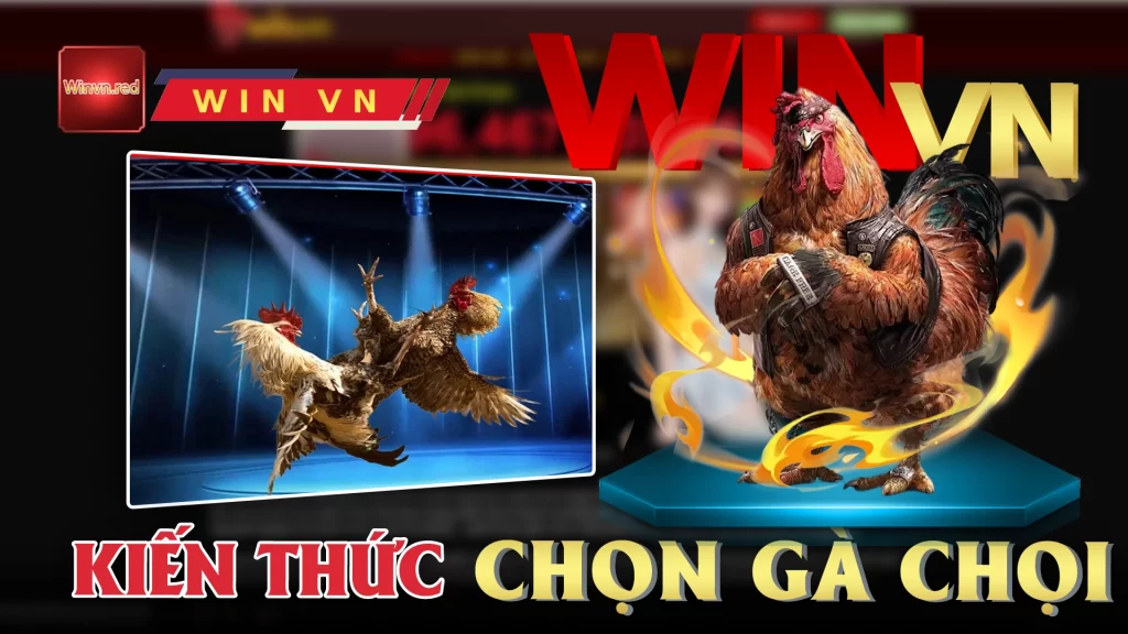 Kiến thức chọn gà chọi